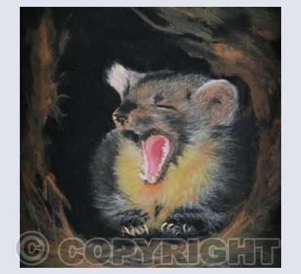 A Very Tired Pine Marten