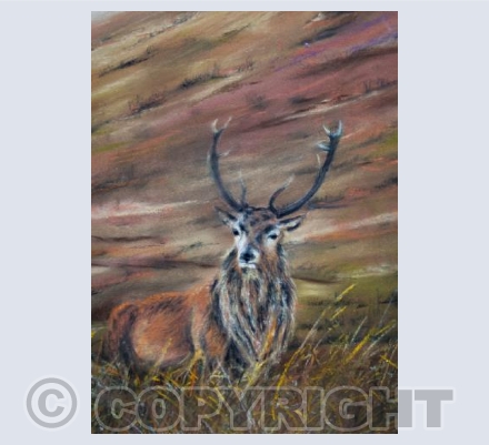 The King Of Dartmoor