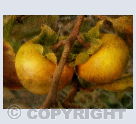 Mellow Fruitfulness