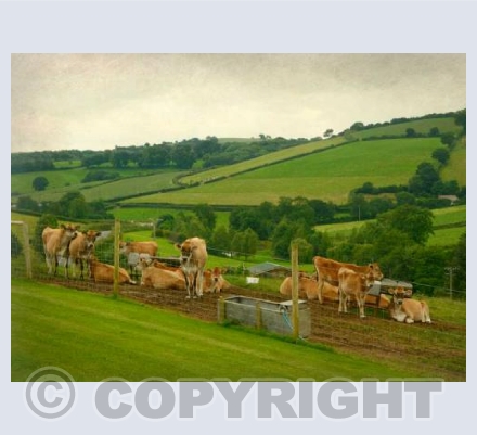 On A Devon Farm