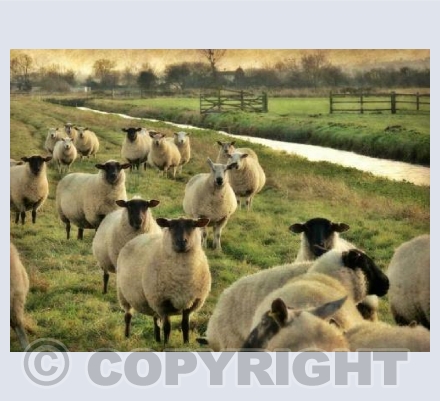 Somerset Level Idyll