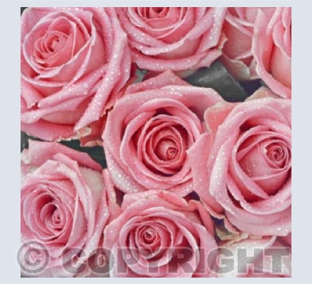 La Vie En Rose