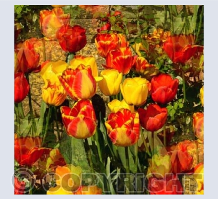 My Tulip Garden