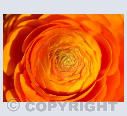 The Sun In My Garden