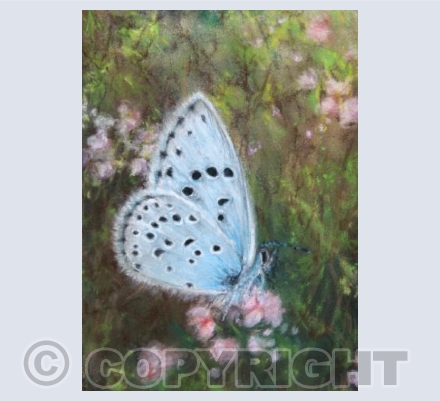 Sweet Days of Summer