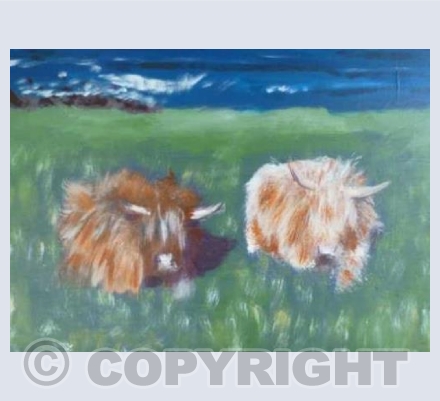 Highland Cattle