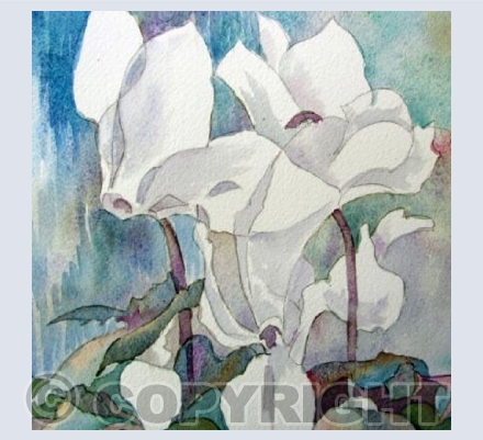 Cyclamen