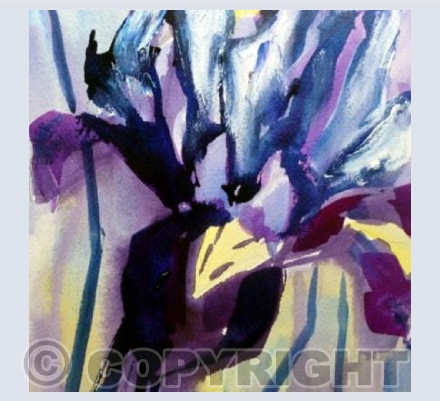 Purple Iris