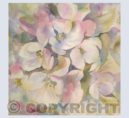 Apple Blossom