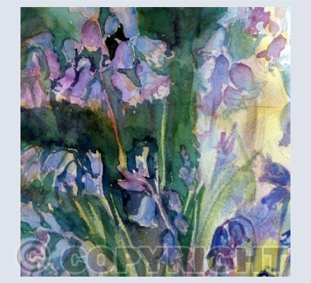 Bluebells