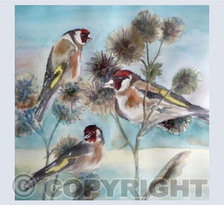 Goldfinches and Teasels