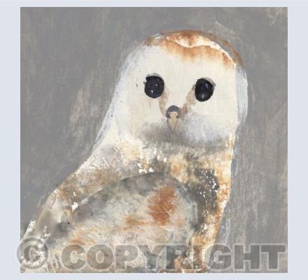 Barn Owl