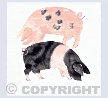 Pigs