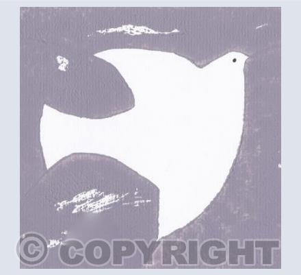 Grey Dove