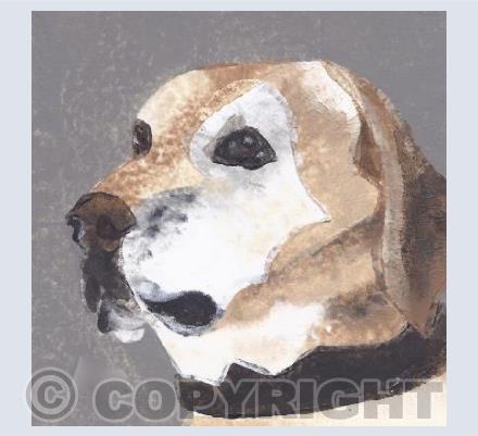 Dog - Bobby