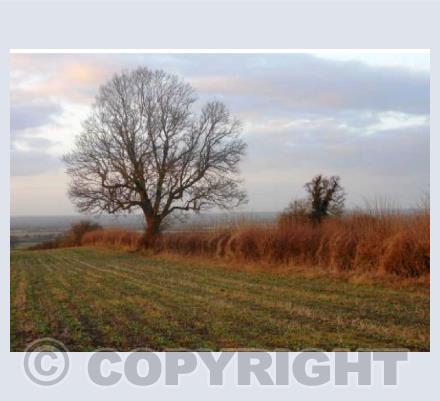 Winter Light
