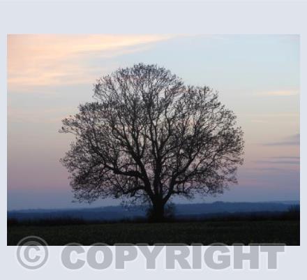 Early Spring Sunset
