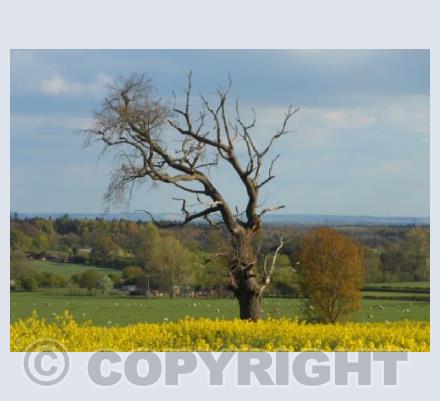 Lone Tree and Yellow Surrounds
