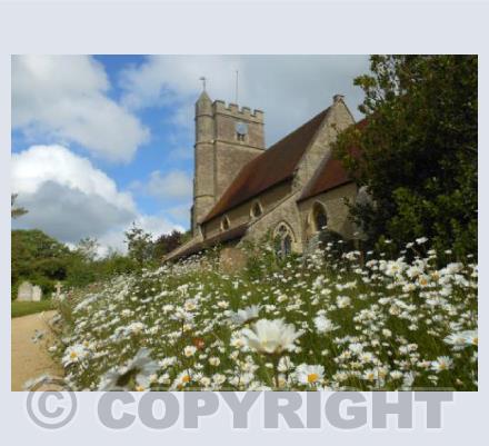 Daisies in Spring