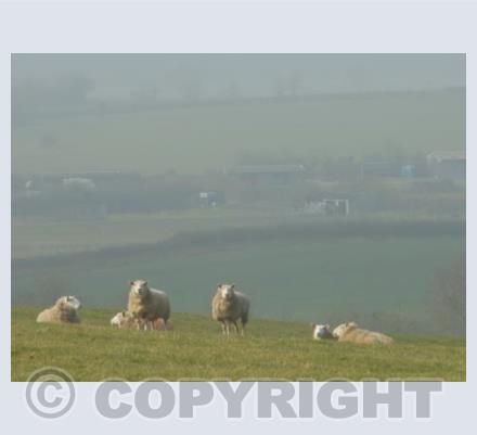 Sheep and Mist