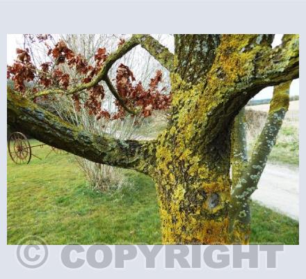 Lichen and Tree