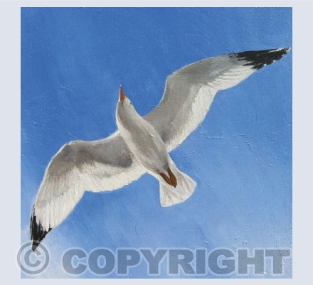 Seagull