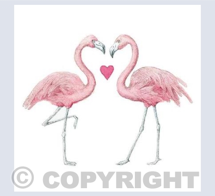 Love flamingoes