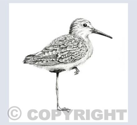 Sandpiper