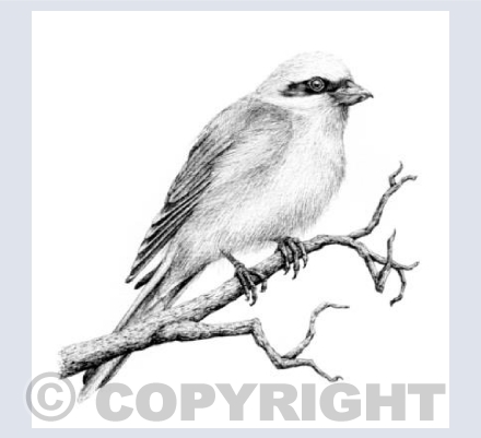 Shrike