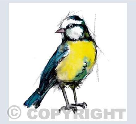 Blue tit IV