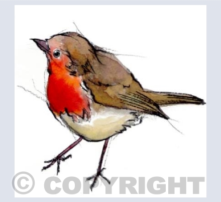 Robin n.1