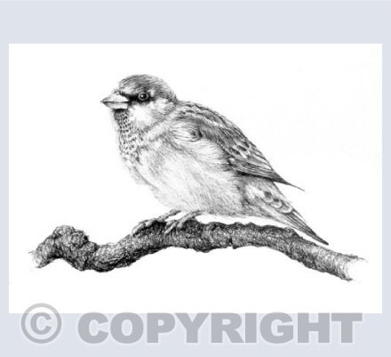Sparrow