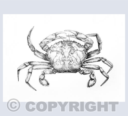 Crab
