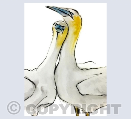 Gannet love