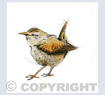 Wren