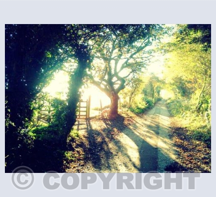 Darklake Lane - Woolwell