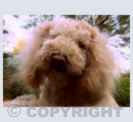 Teddy Boy 2
