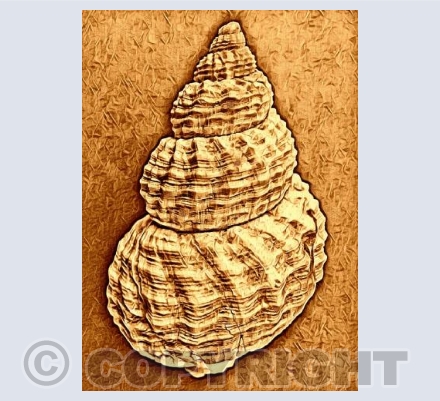 Seashell 2