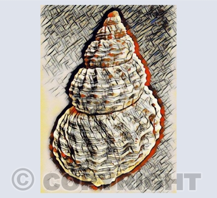 Seashell 3 