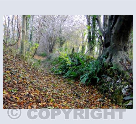 Woolwell Hedge (2)