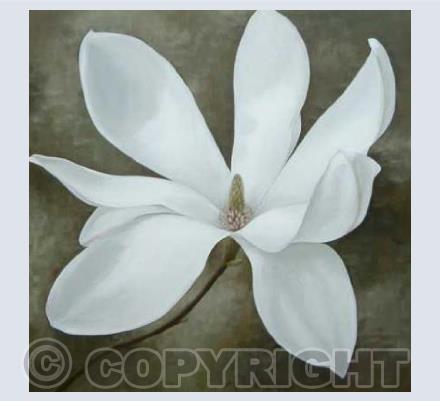 Magnolia 3