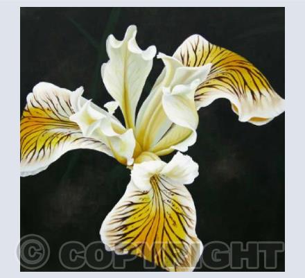 Tiger Iris