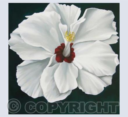Hibiscus