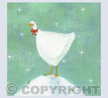 Snow Goose