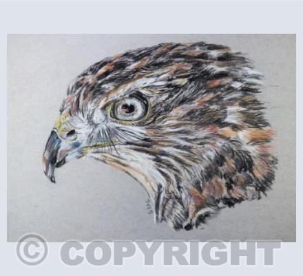 Hawk