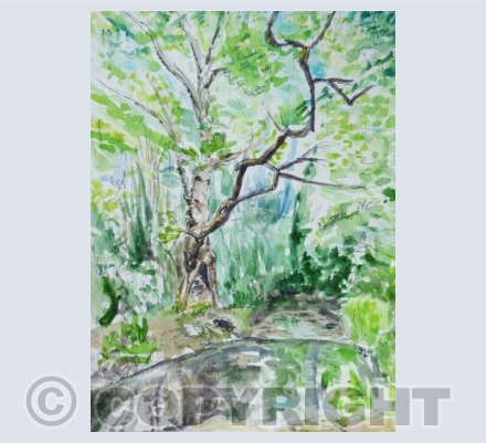 Bristol - Plane Tree