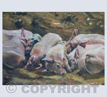 Sunbathing piglets