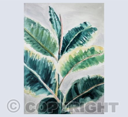 Rubber Plant