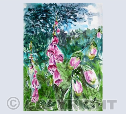 Foxgloves