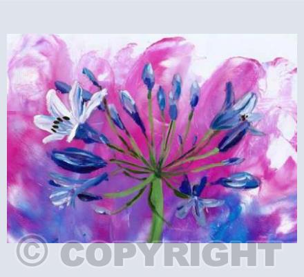 Agapanthus